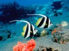 underwater  1